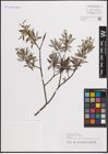 Foto von Salix eleagnos Scop.